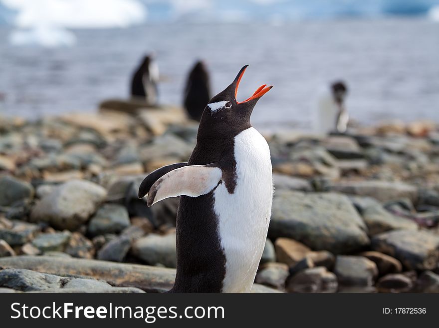 A gentoo Penguin calling on the beach