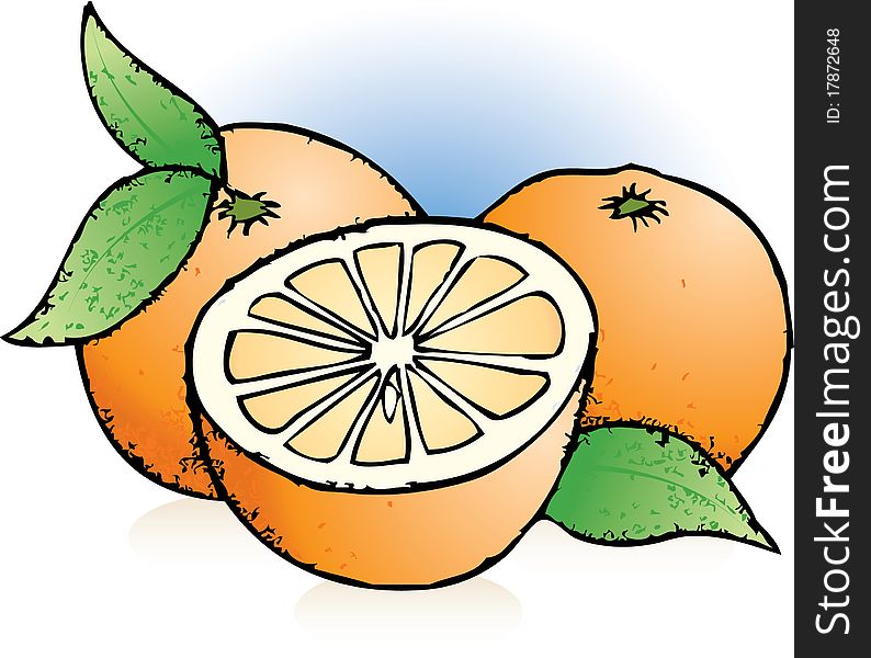 Hand Drawn Sketch of Sliced Oranges. Hand Drawn Sketch of Sliced Oranges