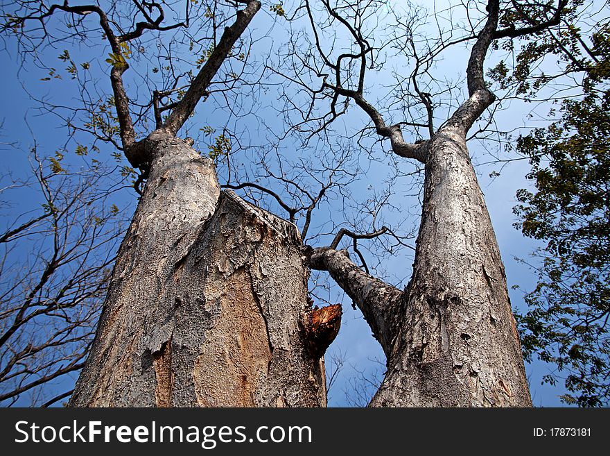 Tree branches and blue sky