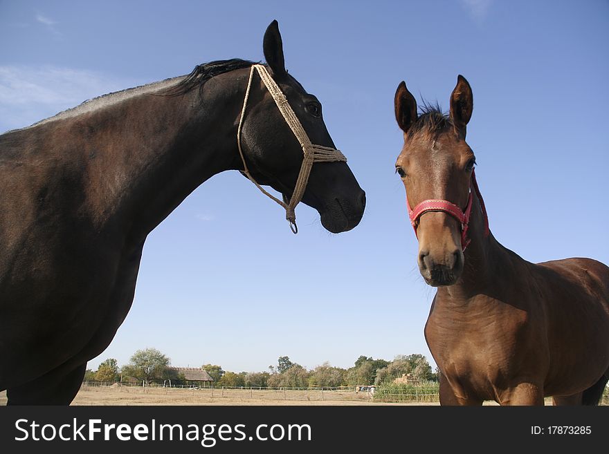 Mare and her foal in the farm. Mare and her foal in the farm