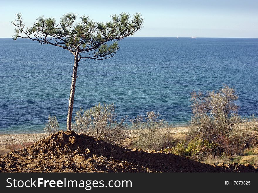 Sole pine tree on a sandy beach. Sole pine tree on a sandy beach