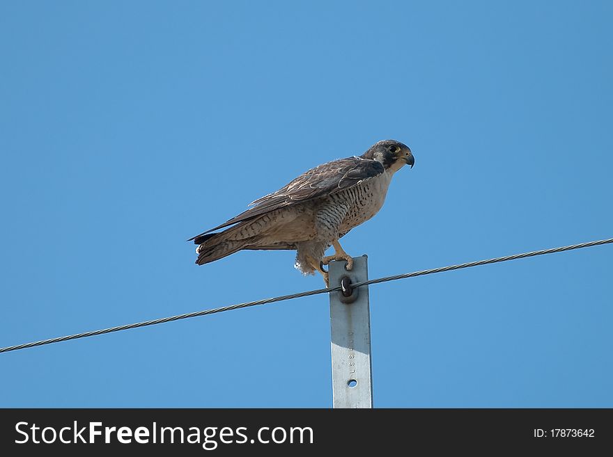 Peregrine falcon