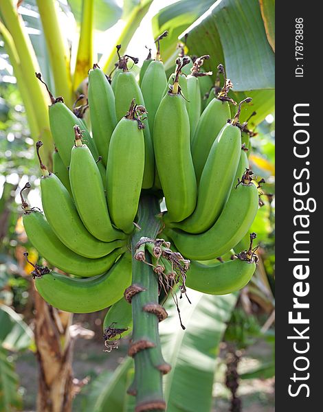 Details of green bananas on plant