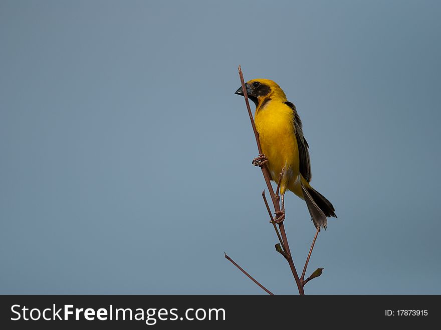 Asian golden weaver in the rice field