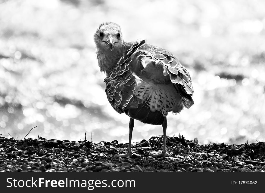 SONY DSC, Seagull, the rear view, ashore at the sea, a black-and-white photo