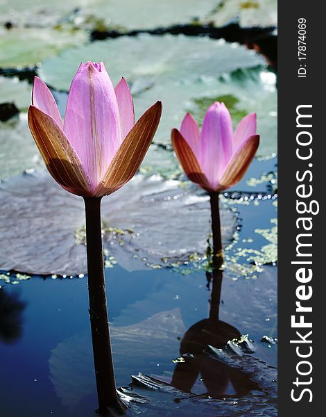 Close up of Pink Waterlily