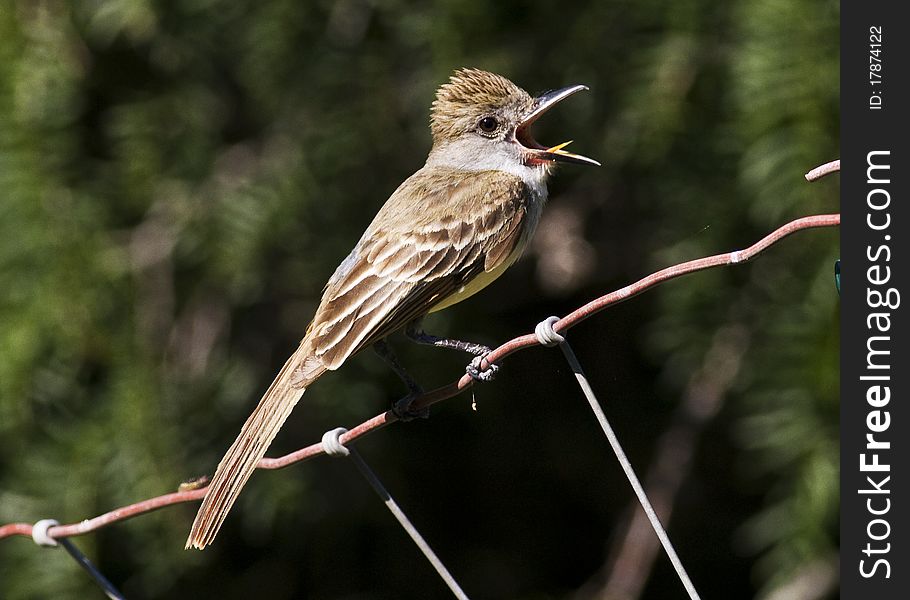 Brown-crested Flycatcher 3
