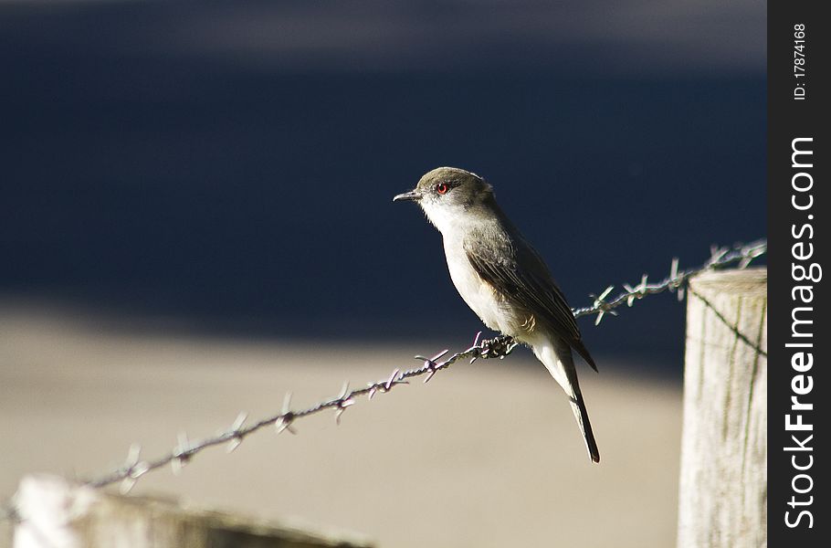 Fire-eyed Diucons are flycatchers found in central and southern Chile, southwestern Argentina, and Tierra del Fuego.