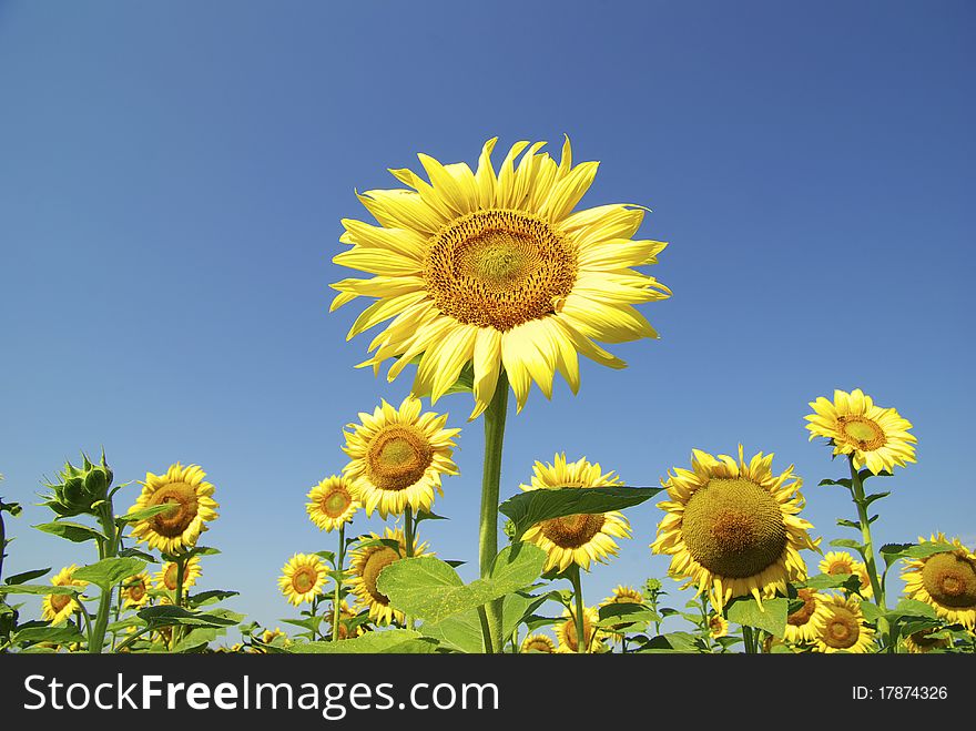 Field of sunflowers and blue sun sky