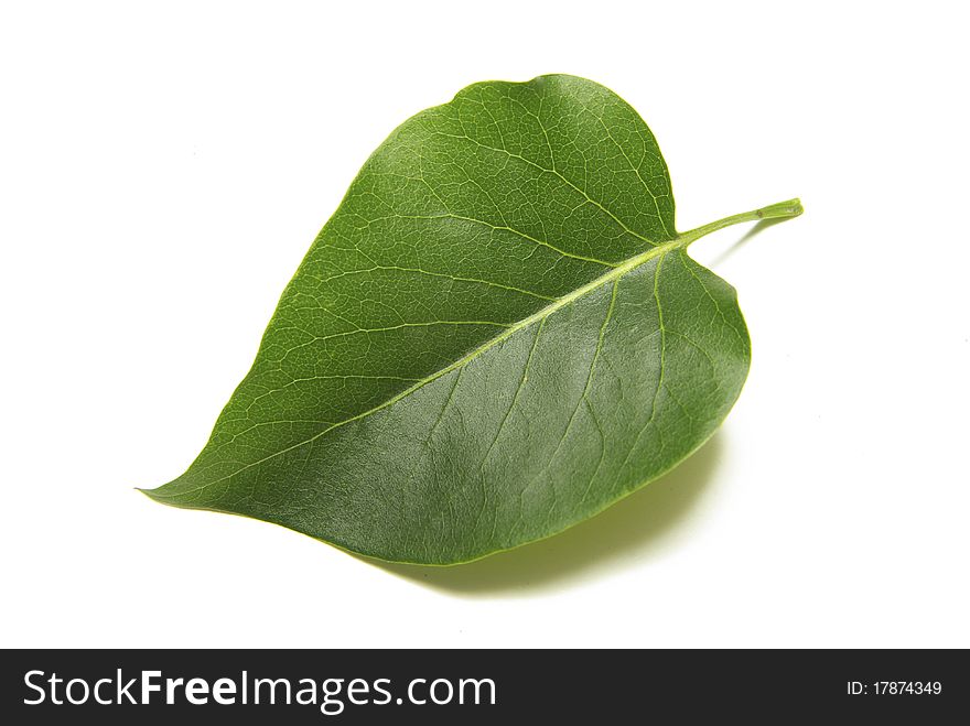 Green tree leaves summer nature isolated white background