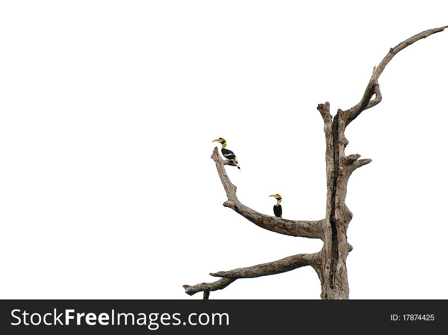 The pair oe great hornbill at khao-yai national park thailand