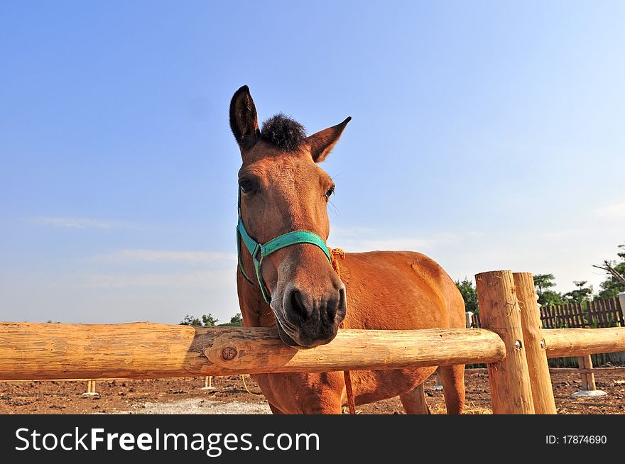 Small horse in Farm over the blue sky