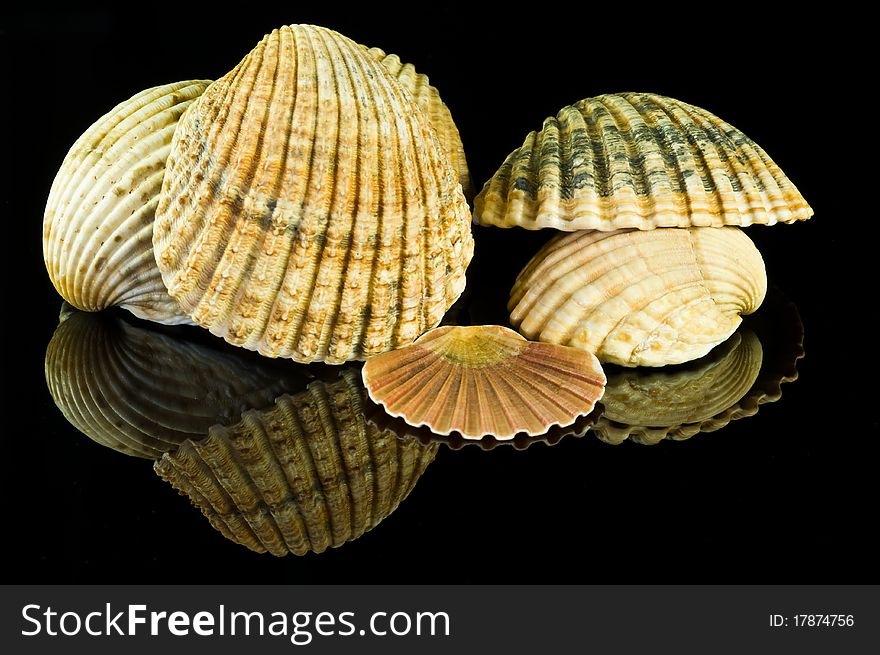 Seashells on black glossy surface