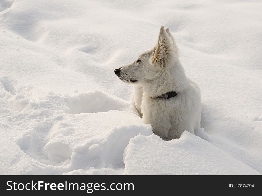 The photography of Berger Blanc Suisse (synonym of White Shepherd Dog) in the snow. Photo taken on: 07.12.2010. The photography of Berger Blanc Suisse (synonym of White Shepherd Dog) in the snow. Photo taken on: 07.12.2010