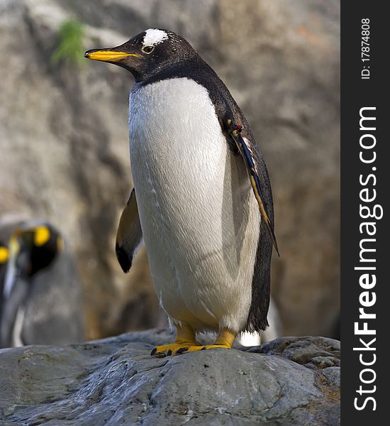 Photo of a king penguin standing