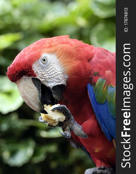 A parrot photographed at the amazon region