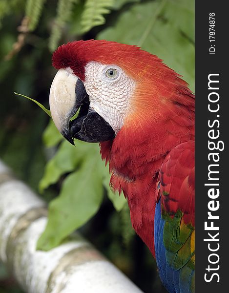 A parrot photographed at the amazon region