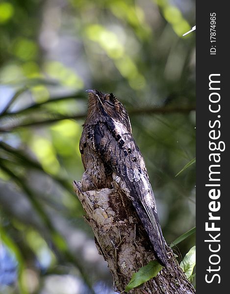 The putou is a tropical bird that camouflages like trees when sleeping during the day