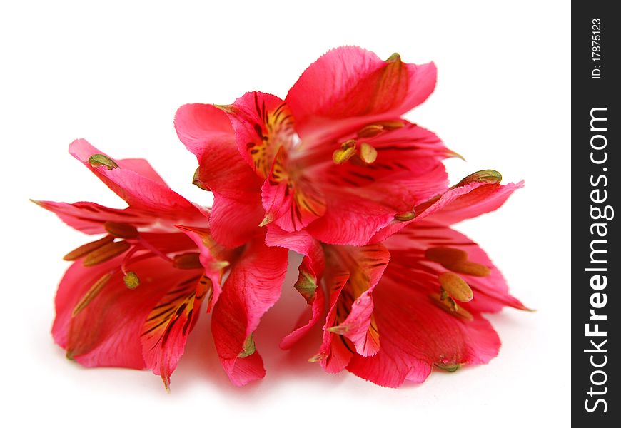 Alstroemeria Lily Flower