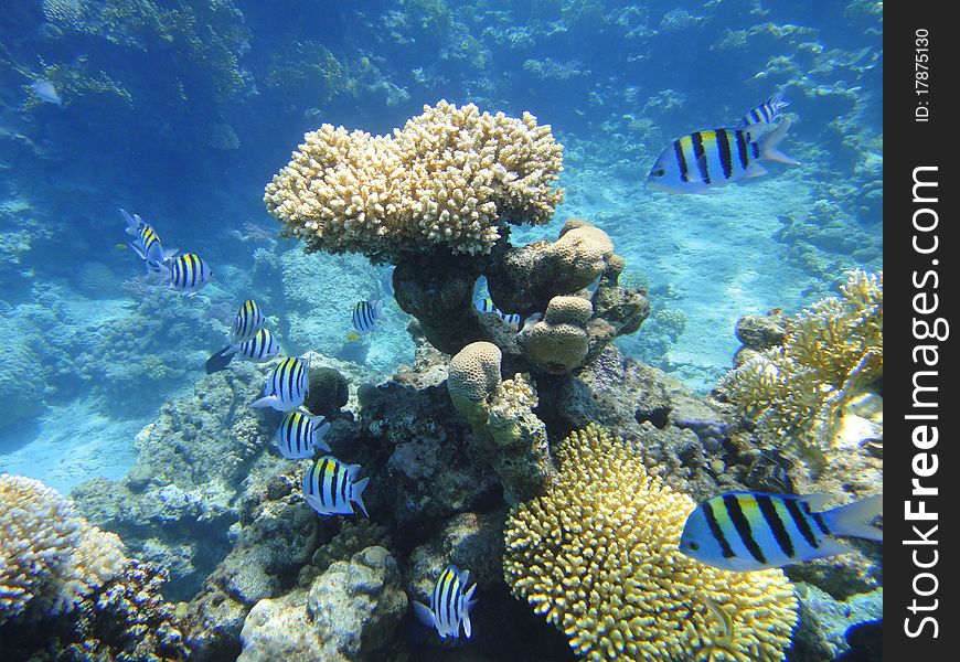 Coral and fishes; Red Sea; Sharm El Sheikh; Egypt.