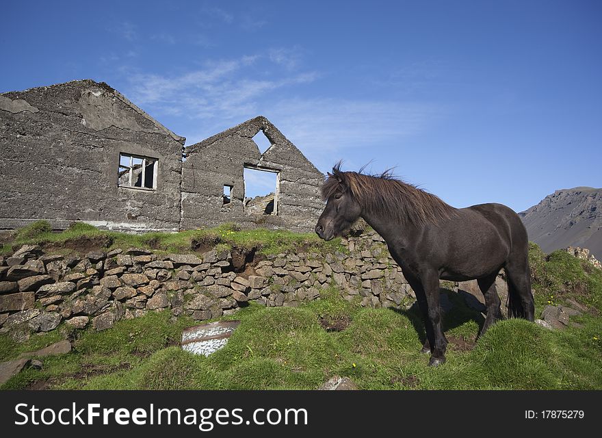 Icelandic horse standing in Old Ruins