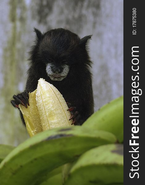 A monkey photographed at the amazon. A monkey photographed at the amazon