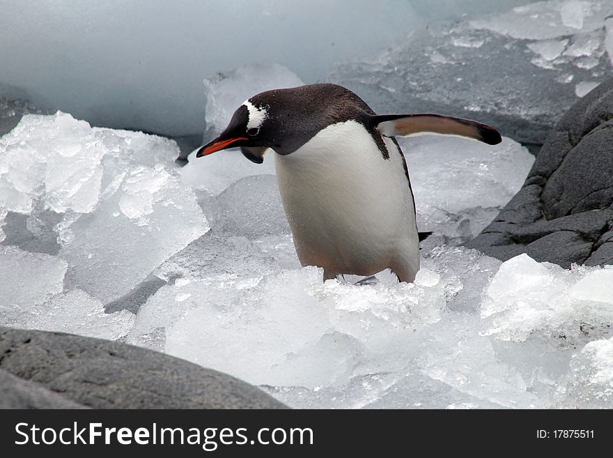 A penguin photographed at the antarctic half isle (south pole area near argentina / chile).