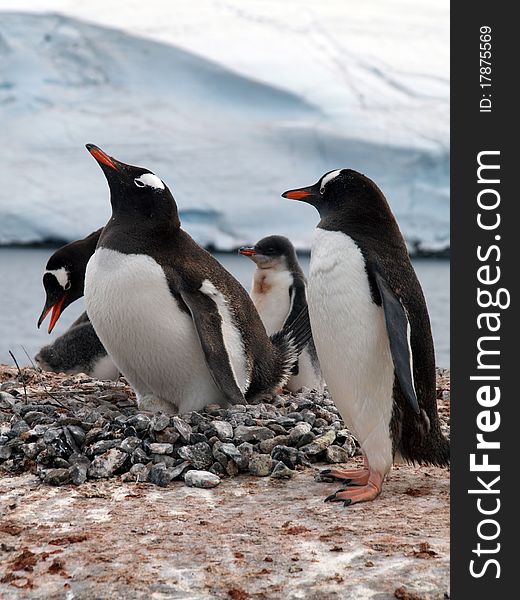 A penguin photographed at the antarctic half isle (south pole area near argentina / chile).