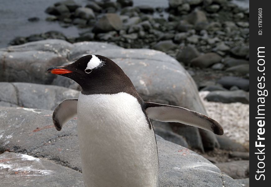 A penguin photographed at the antarctic half isle (south pole area near argentina / chile).