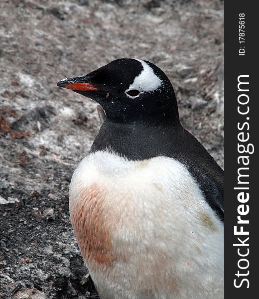 A penguin photographed at the antarctic half isle (south pole area near argentina / chile).