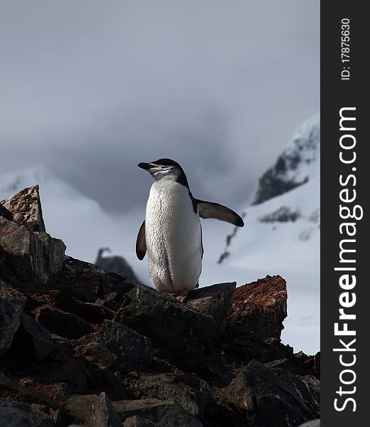 A penguin photographed at the antarctic half isle (south pole area near argentina / chile).