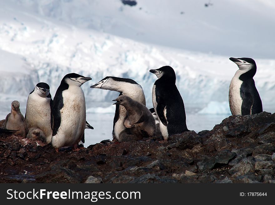 A penguin photographed at the antarctic half isle (south pole area near argentina / chile).