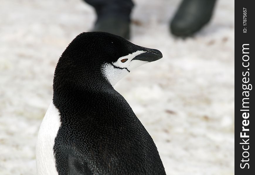 A penguin photographed at the antarctic half isle (south pole area near argentina / chile).