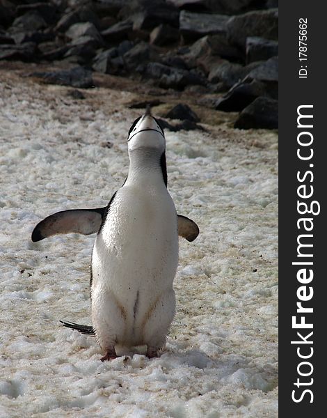 A penguin photographed at the antarctic half isle (south pole area near argentina / chile).