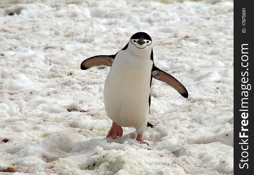 A penguin photographed at the antarctic half isle (south pole area near argentina / chile).