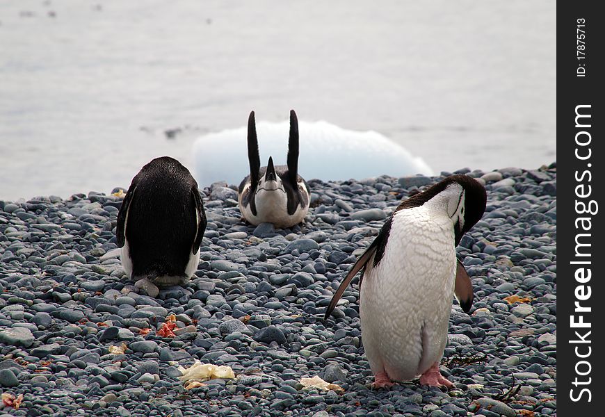 A penguin photographed at the antarctic half isle (south pole area near argentina / chile).