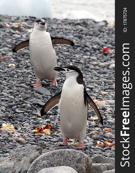 A penguin photographed at the antarctic half isle (south pole area near argentina / chile).