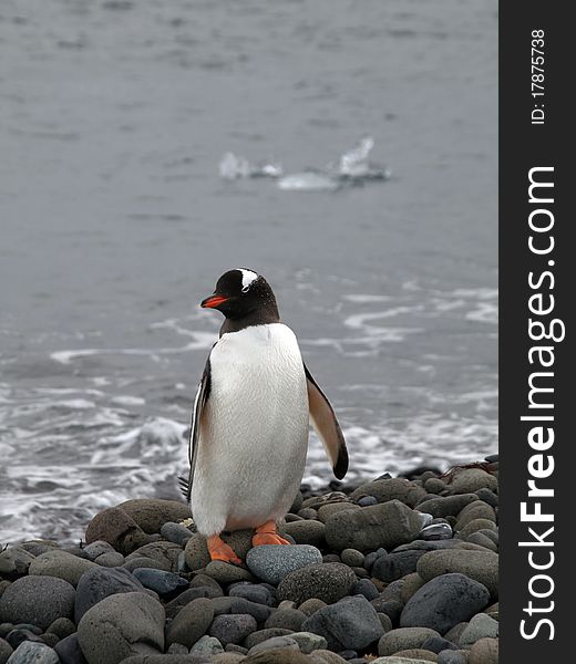 A penguin photographed at the antarctic half isle (south pole area near argentina / chile).