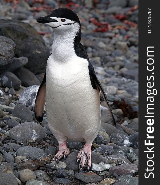 A penguin photographed at the antarctic half isle (south pole area near argentina / chile).