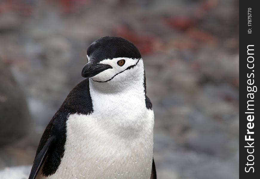 A penguin photographed at the antarctic half isle (south pole area near argentina / chile).