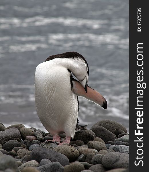 A penguin photographed at the antarctic half isle (south pole area near argentina / chile).