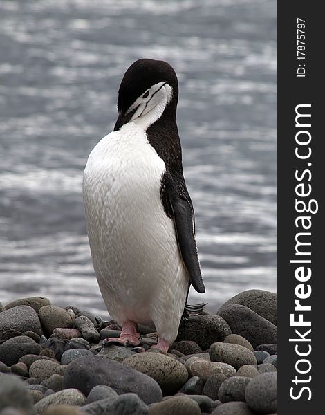 A penguin photographed at the antarctic half isle (south pole area near argentina / chile).