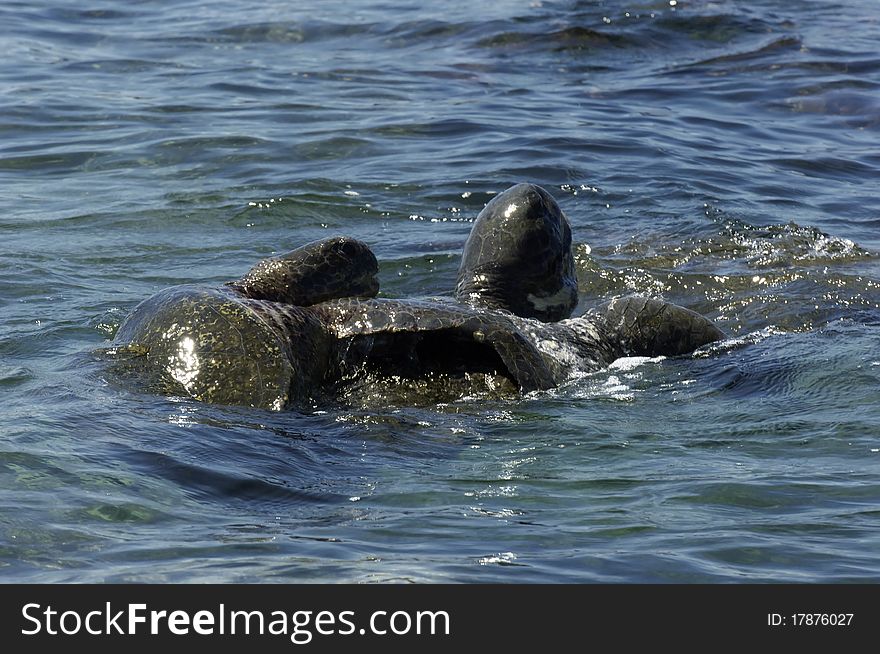 Sea Turtles Mating