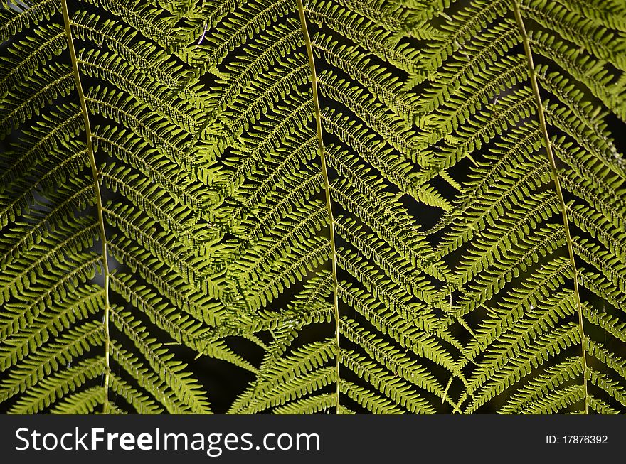 Fern leaves photograph taken under natural lighting on a natural setting