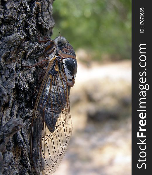 Macro of a Greek Cicada on a pine tree