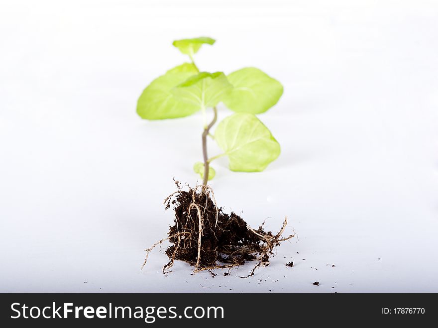 Green plant on white background. Green plant on white background