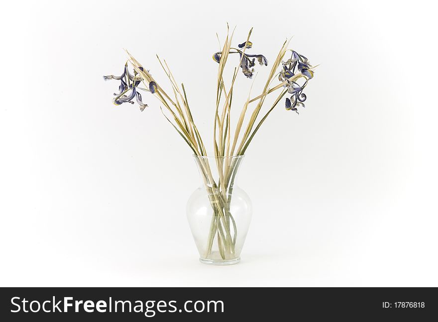 Dried purple irises, six, with green and brown stems and leaves, in a clear glass vase. Horizontal on white background. Dried purple irises, six, with green and brown stems and leaves, in a clear glass vase. Horizontal on white background.