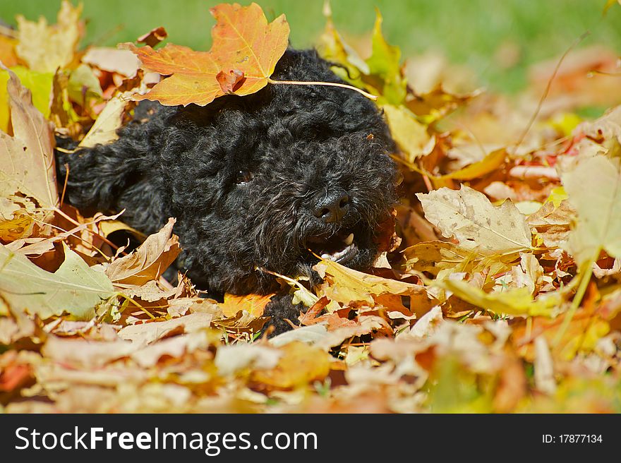 Black Poodle Pup Playing In Fall Leaves.