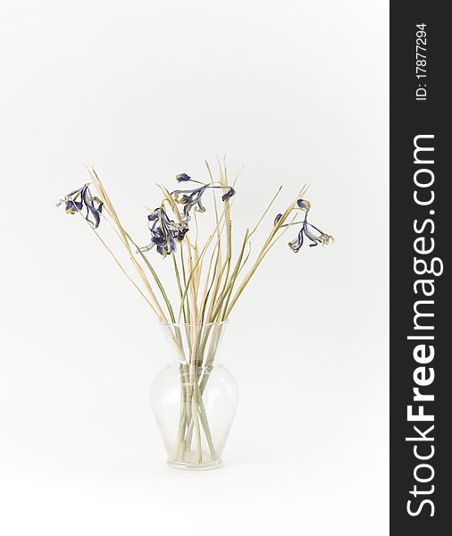 Dried purple irises, six, with green and brown stems and leaves, in a clear glass vase. Vertical on white background. Dried purple irises, six, with green and brown stems and leaves, in a clear glass vase. Vertical on white background.