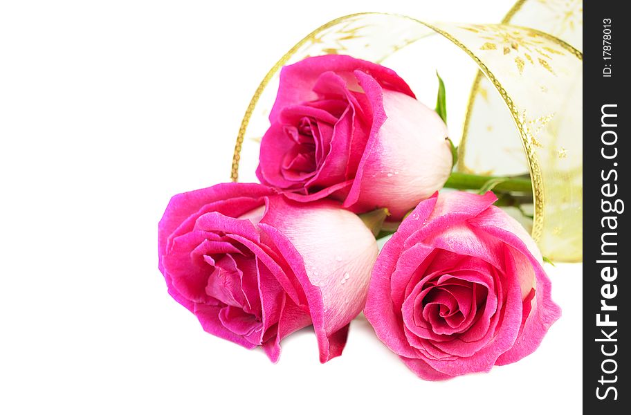 Roses with gold ribbon on a white background